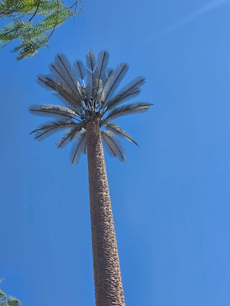 Technician servicing a palm-disguised tower